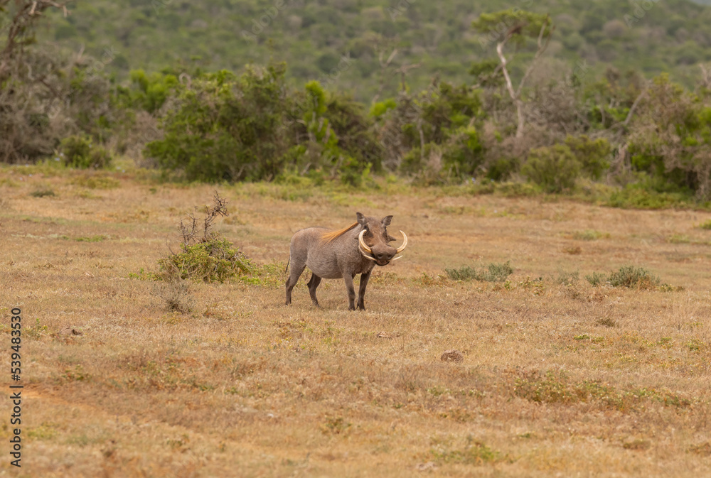 Warzenschwein in der Wildnis und Savannenlandschaft von Afrika