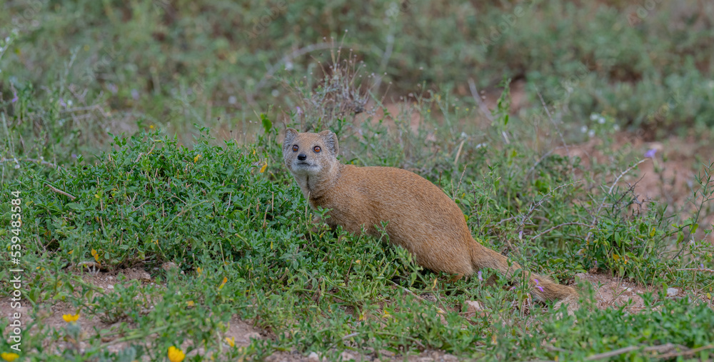 Fototapeta premium Mangusten in der Wildnis und Savannenlandschaft von Afrika