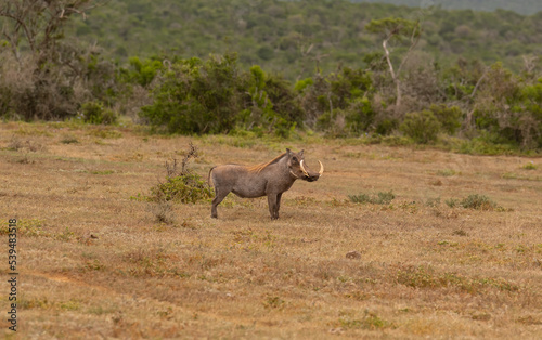Warzenschwein in der Wildnis und Savannenlandschaft von Afrika