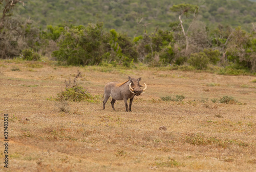 Obraz na płótnie Warzenschwein in der Wildnis und Savannenlandschaft von Afrika w salonie