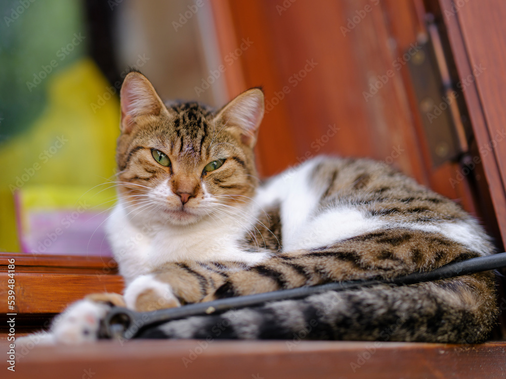 a beautiful cat lying in front of the window