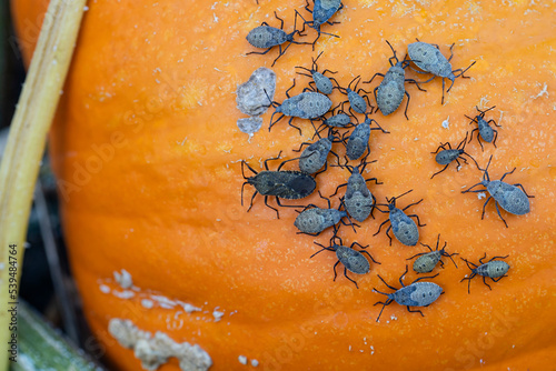 Obraz na płótnie Squash bugs infest a pumpkin