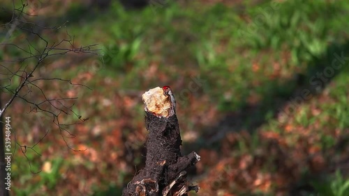 The red-belied woodpecker (Melanerpes carolinus)  in the park.