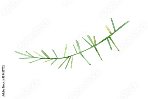 Green twig. Grass. Needle grass. Isolated on white background. Hand painted watercolor. © Anna