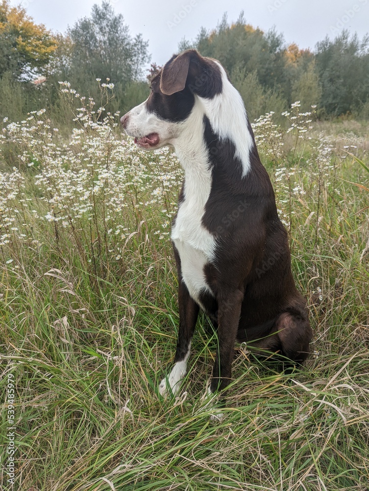 Brown dog that is proudly sitting on the green grass and looking  to the right side in autumn scenery with copy space