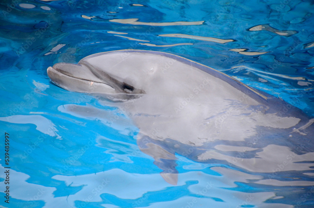 Naklejka premium イルカ