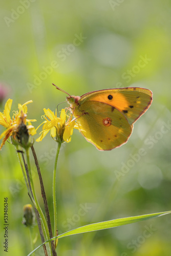 Clouded yellow butterfly (Colias croceus) in backlight.