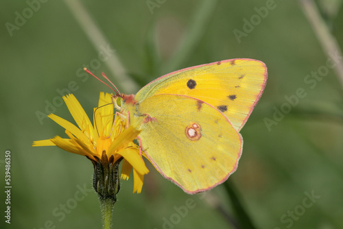 Clouded yellow butterfly (Colias crocea). © Amalia Gruber