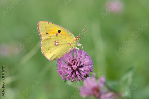 Clouded yellow butterfly (Colias crocea) rests on a clover blossom.