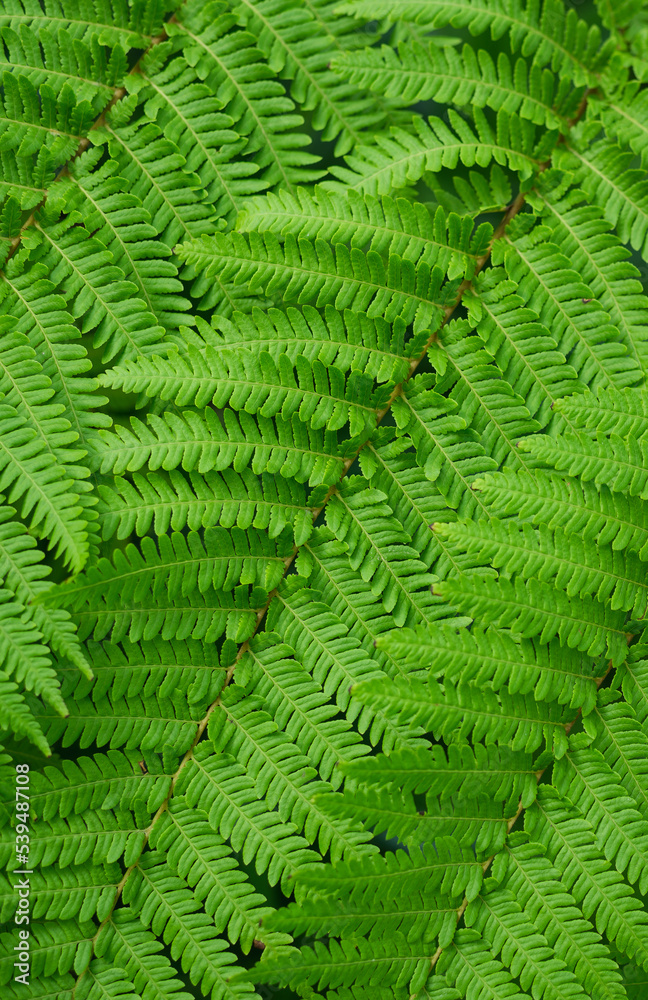 Close up of fern leaves green nature background