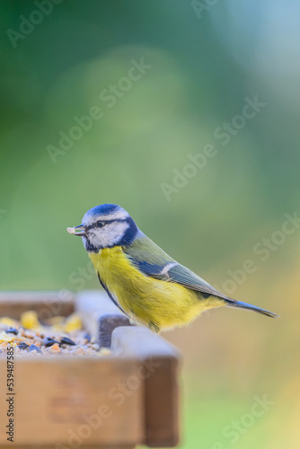 bird perched on a feeder