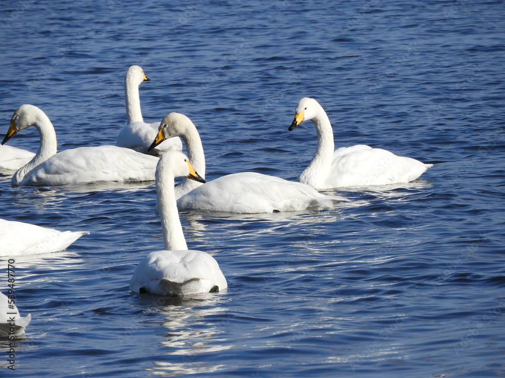 Obraz premium 白鳥