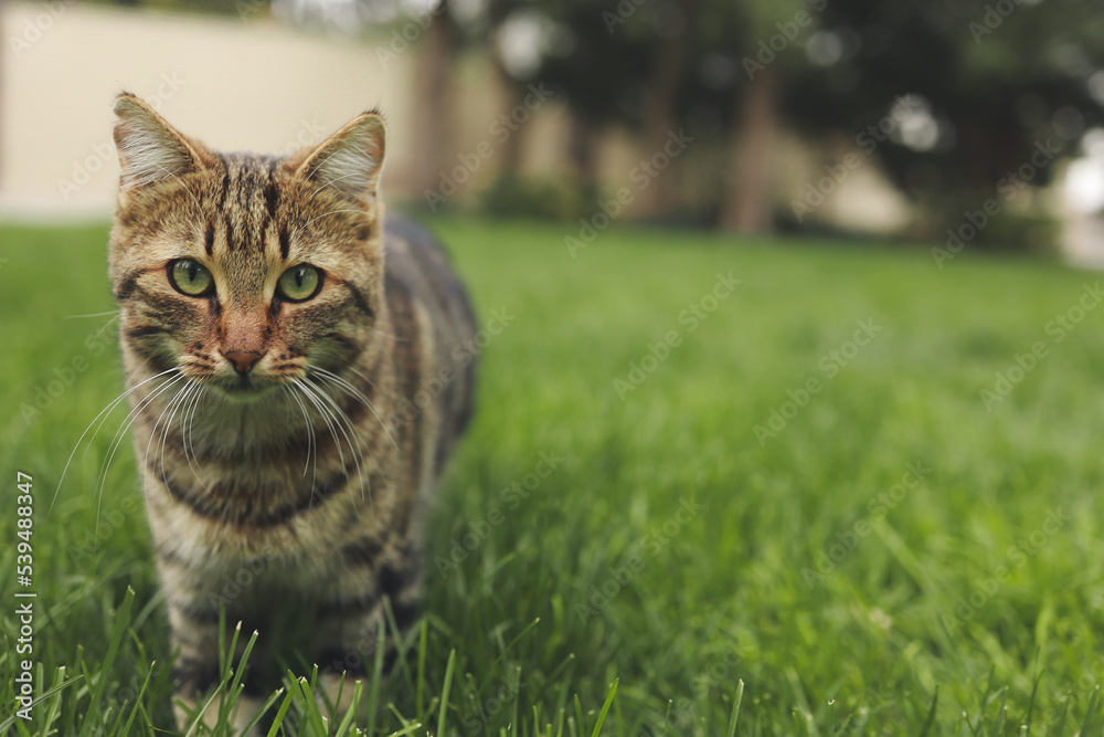 cat walking on the green lawn