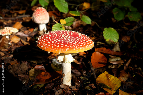Fly agaric mushrooms in beech woodland, Surrey, UK.