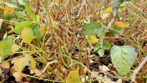 Ripe soybean pods close up, cultivated organic agricultural crop. Selective focus on detail photo