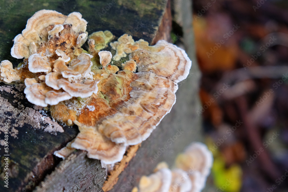 Turkey tail fungus in beech woodland, Surrey, UK Turkey tail fungus in beech woodland, Surrey, UK