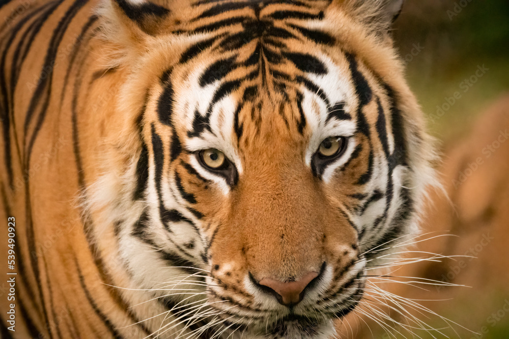 Majestic Male Tiger chillin in his habitat Majestic Male Tiger chillin in his habitat