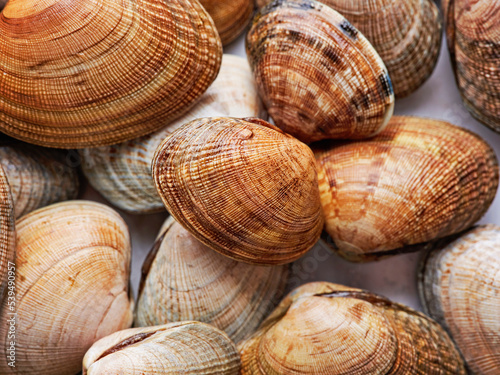 A pile of littleneck clams on display on white marble background