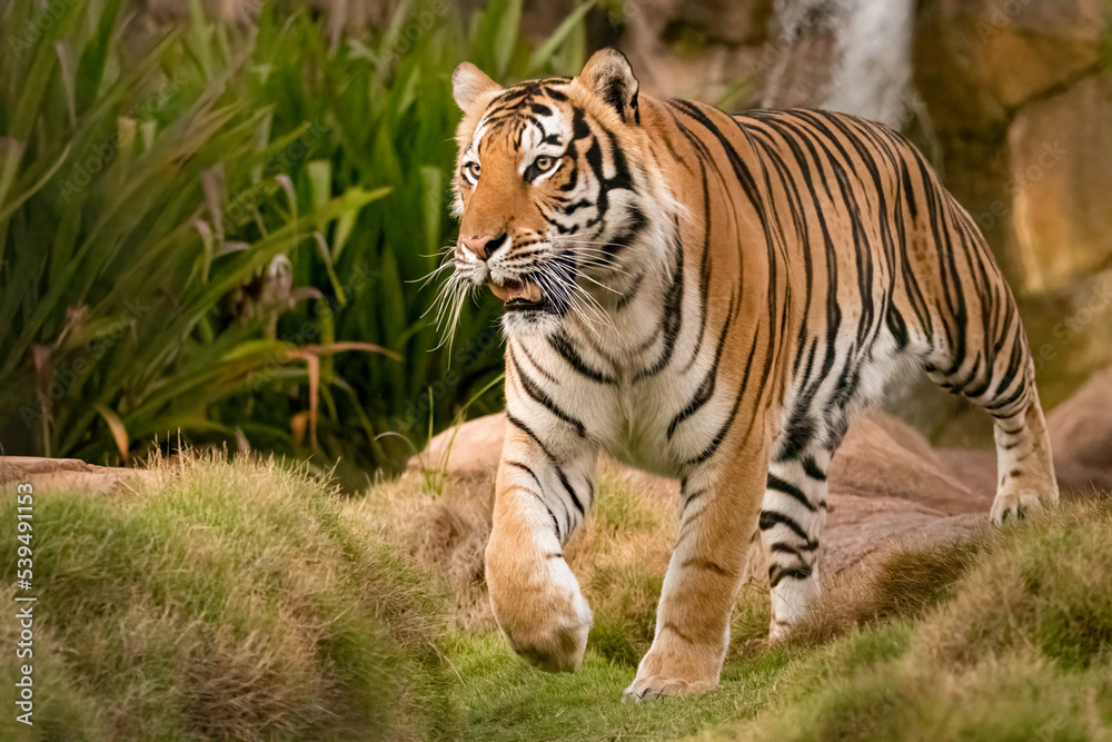 Obraz premium Majestic Male Tiger chillin in his habitat