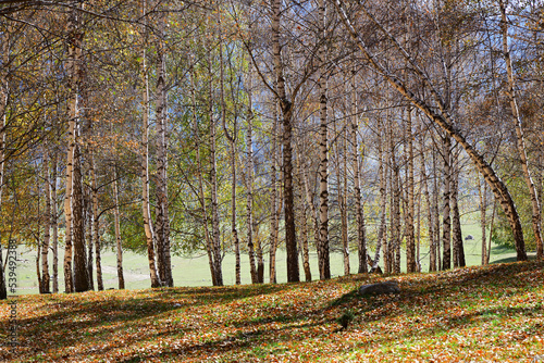 Birch grove, Tian-Shan, Kyrgyzstan © Oleg Znamenskiy