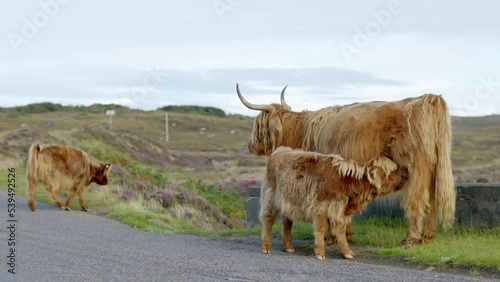 Highland cattle suckling her calf  (ID: 539492526)