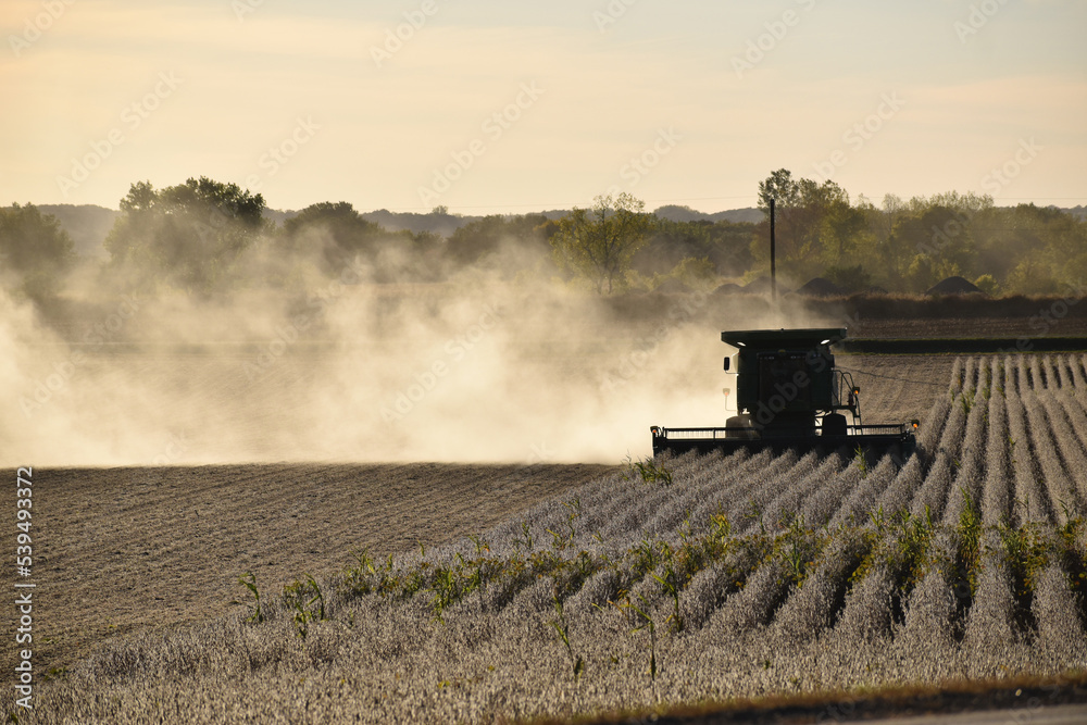 Naklejka premium Harvesting field of soybeans with combine harvester