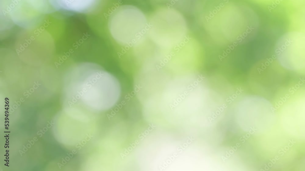 4K seamless loop beautiful blurry green nature bokeh background. Sunlight shining through the leaves of trees, Natural blurred background. Bright morning sunshine through green bokeh of fresh foliage.
