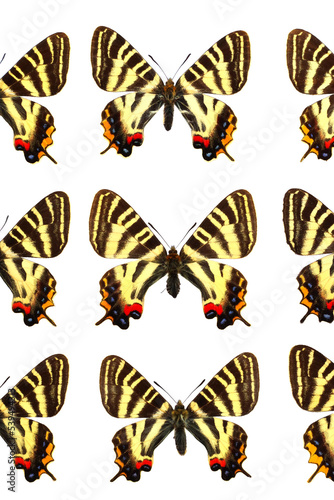 蝶の標本・ギフチョウ
