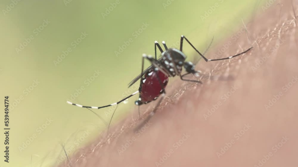 4K mosquitoes trying to stick needles into skin. The mosquito is often a carrier of infectious disease. 4K mosquitoes trying to stick needles into skin. The mosquito is often a carrier of infectious disease.