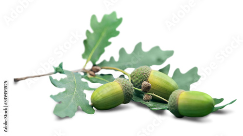 Fresh green acorns isolated on white background. photo