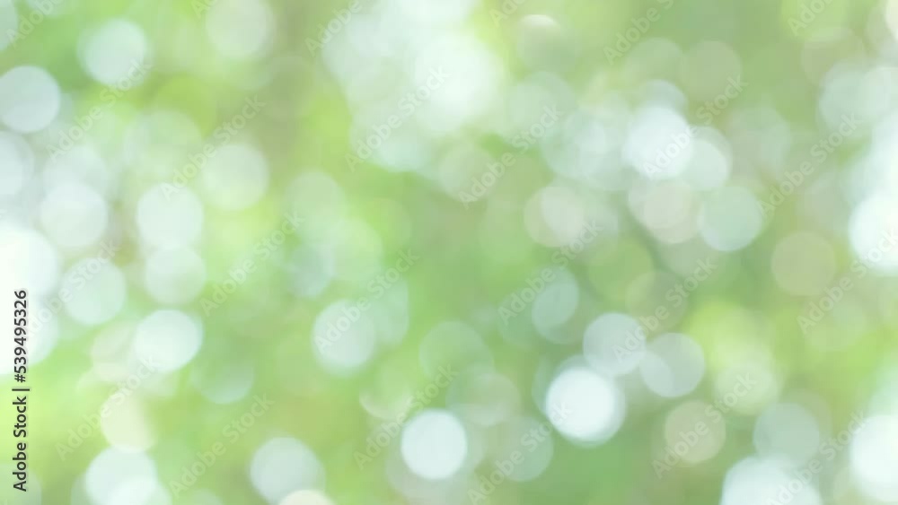 4K seamless loop beautiful blurry green nature bokeh background. Sunlight shining through the leaves of trees, Natural blurred background. Bright morning sunshine through green bokeh of fresh foliage. 4K seamless loop beautiful blurry green nature bokeh background. Sunlight shining through the leaves of trees, Natural blurred background. Bright morning sunshine through green bokeh of fresh foliage.
