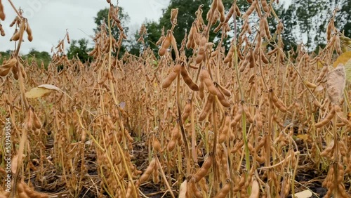 Ripe soybean pods close up, cultivated organic agricultural crop. Selective focus on detail photo