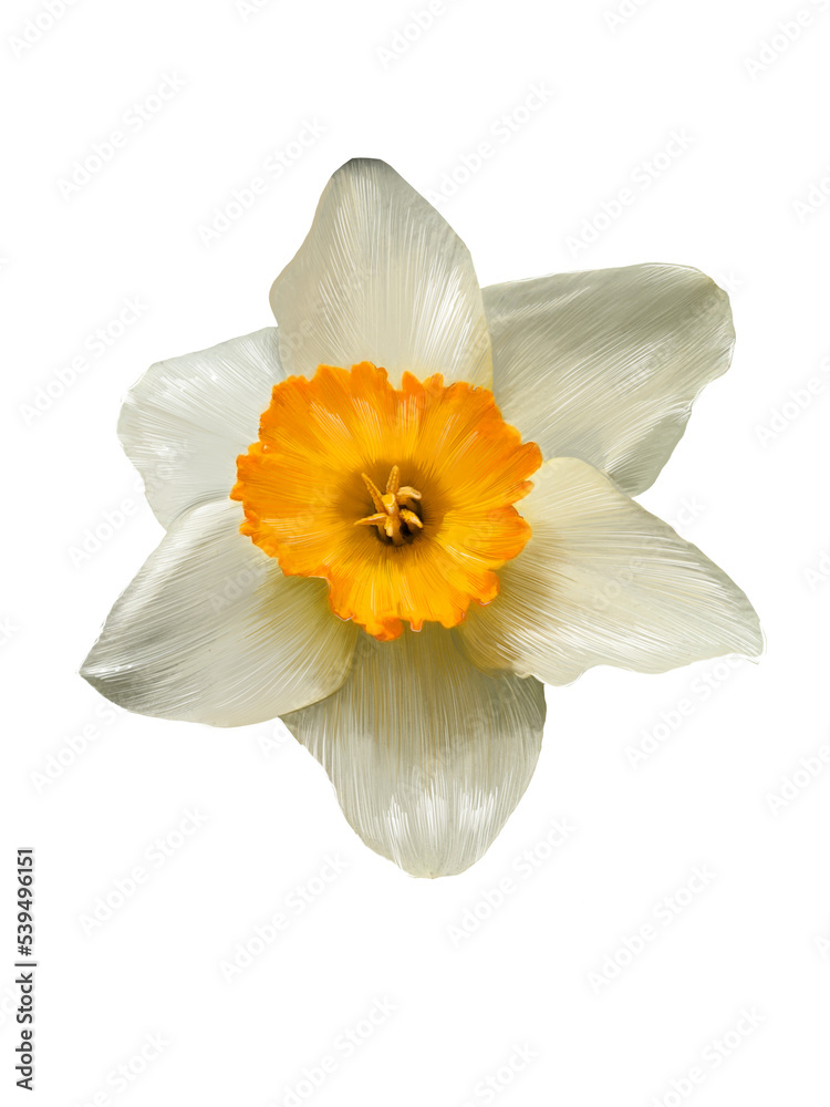 Fototapeta premium daffodil close up realistic illustration isolated