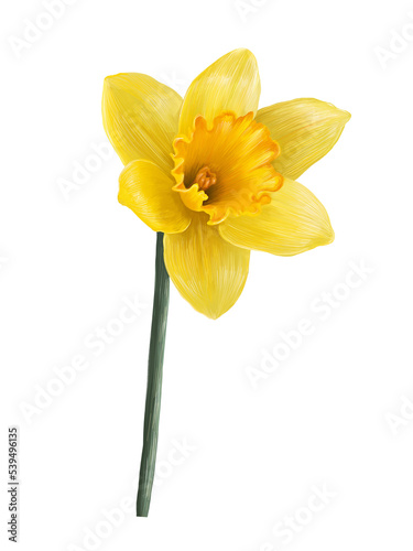 yellow daffodil spring flowers illustration isolated