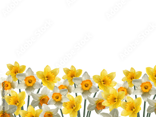 field of blooming daffodils spring wallpaper