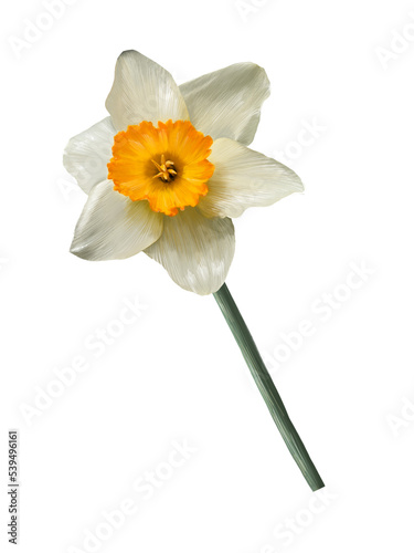 white daffodil flower illustration isolated on