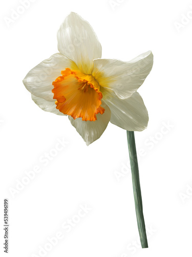 daffodil realistic illustration isolated on