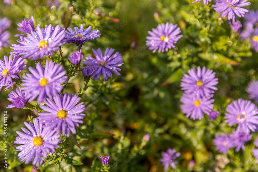 Wiese mit blühenden Blumen und Insekten im Herbst Wiese mit blühenden Blumen und Insekten im Herbst