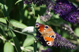 Schmetterling Pfauenauge sitzt auf einem lila Flieder
