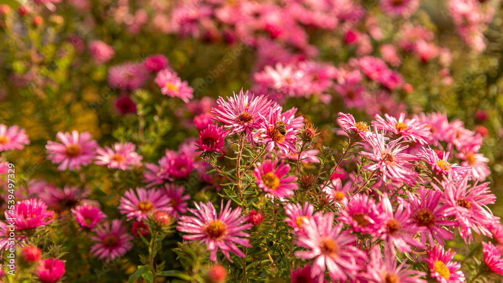 Wiese mit blühenden Blumen und Insekten im Herbst Wiese mit blühenden Blumen und Insekten im Herbst