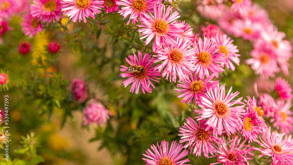Wiese mit blühenden Blumen und Insekten im Herbst Wiese mit blühenden Blumen und Insekten im Herbst
