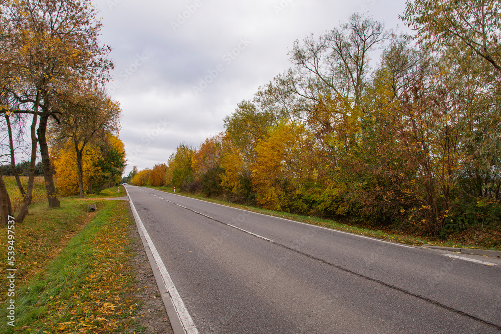 Autumn forest in the rays of the sun and the road in autumn colors. Day. Autumn forest in the rays of the sun and the road in autumn colors. Day.