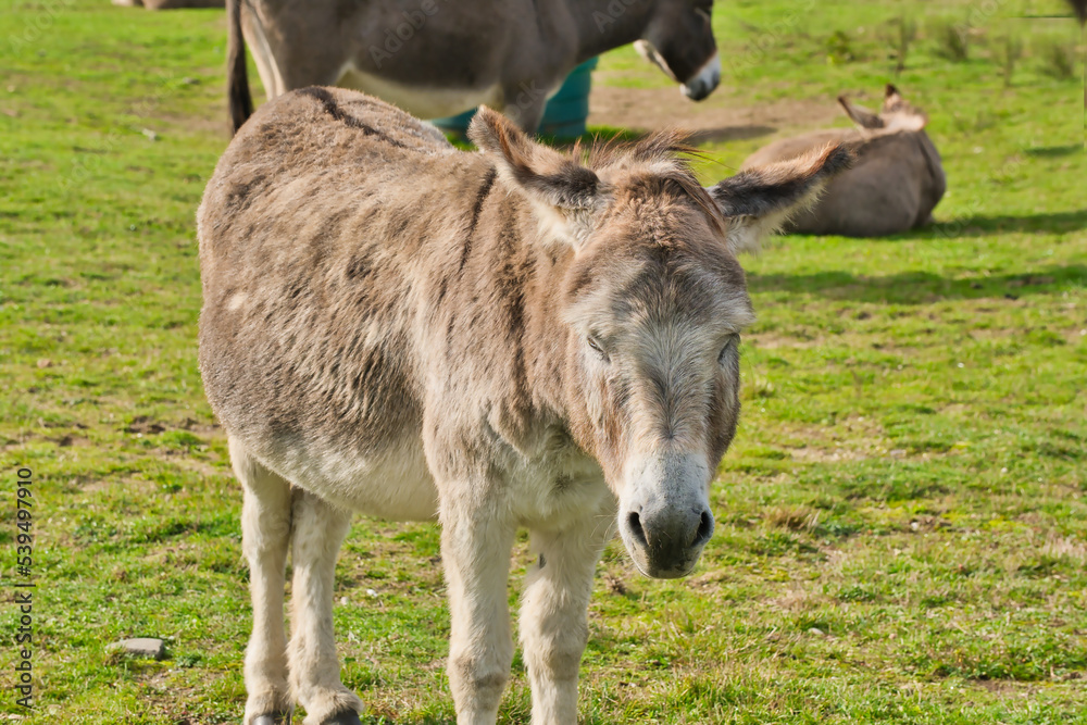 donkey on a pasture in autumn with sunshine donkey on a pasture in autumn with sunshine