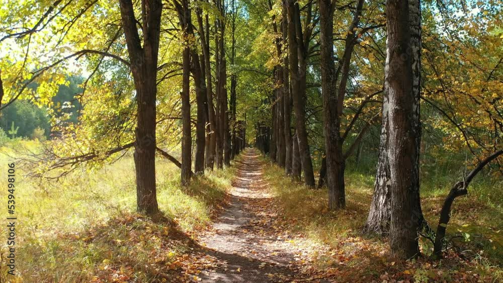Video of walk along the autumn linden tree alley. Sunrays shine through the trunks and crowns of trees. Video of walk along the autumn linden tree alley. Sunrays shine through the trunks and crowns of trees.
