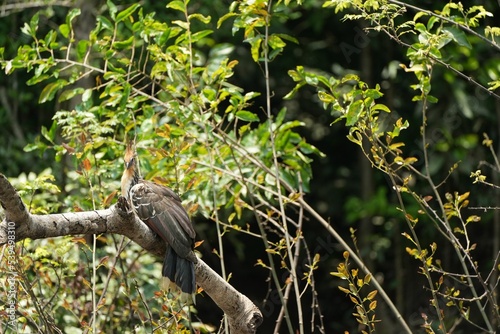 Tropical hoatzin bird perched on the green tree photo