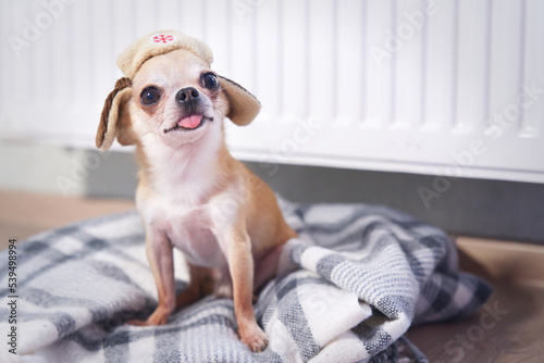 Fototapeta Naklejka Na Ścianę i Meble -  Sad frozen little small puppy Chihuahua lying on floor in plaid, blanket near heating radiator at home. Cold winter in Europe countries cities. Dog freezing in living room warming. Rising costs of gas