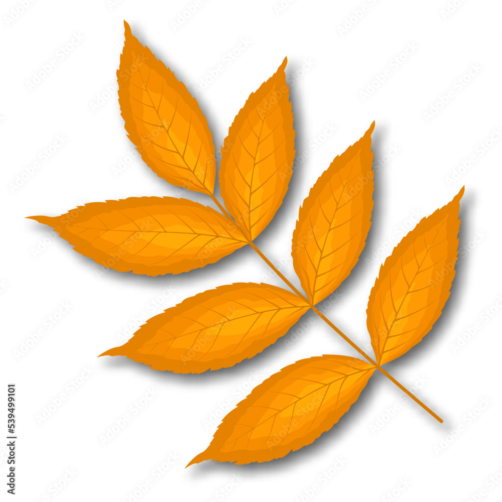 Ash-Tree Leaf Ash-Tree Leaf