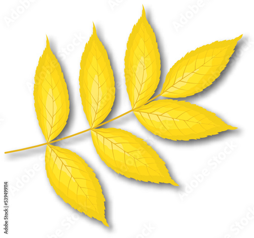 Ash-Tree Leaf