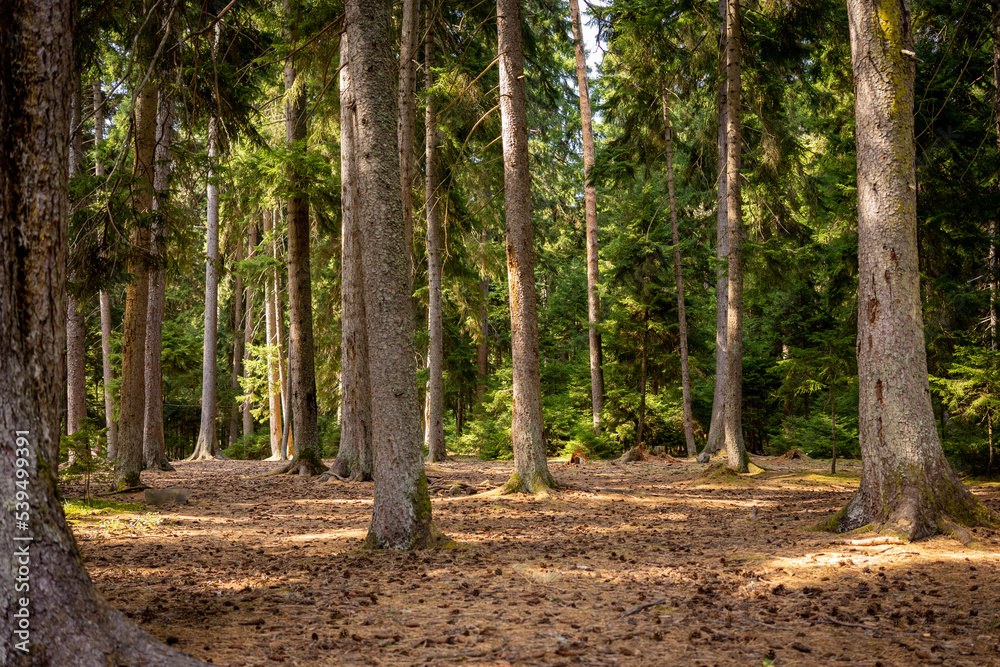 Forest clearing in a coniferous forest with a lot of trees and needles on the ground. The colors are warm, brown and green. No people. Hiking, camping, walking and recreation in nature Forest clearing in a coniferous forest with a lot of trees and needles on the ground. The colors are warm, brown and green. No people. Hiking, camping, walking and recreation in nature