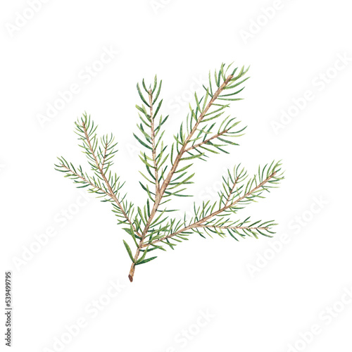 A branch of a Christmas tree on a white background. Watercolor illustration of pine needles  cedar  spruce. The branch is suitable for decoration for invitations  packages  design elements  printing.